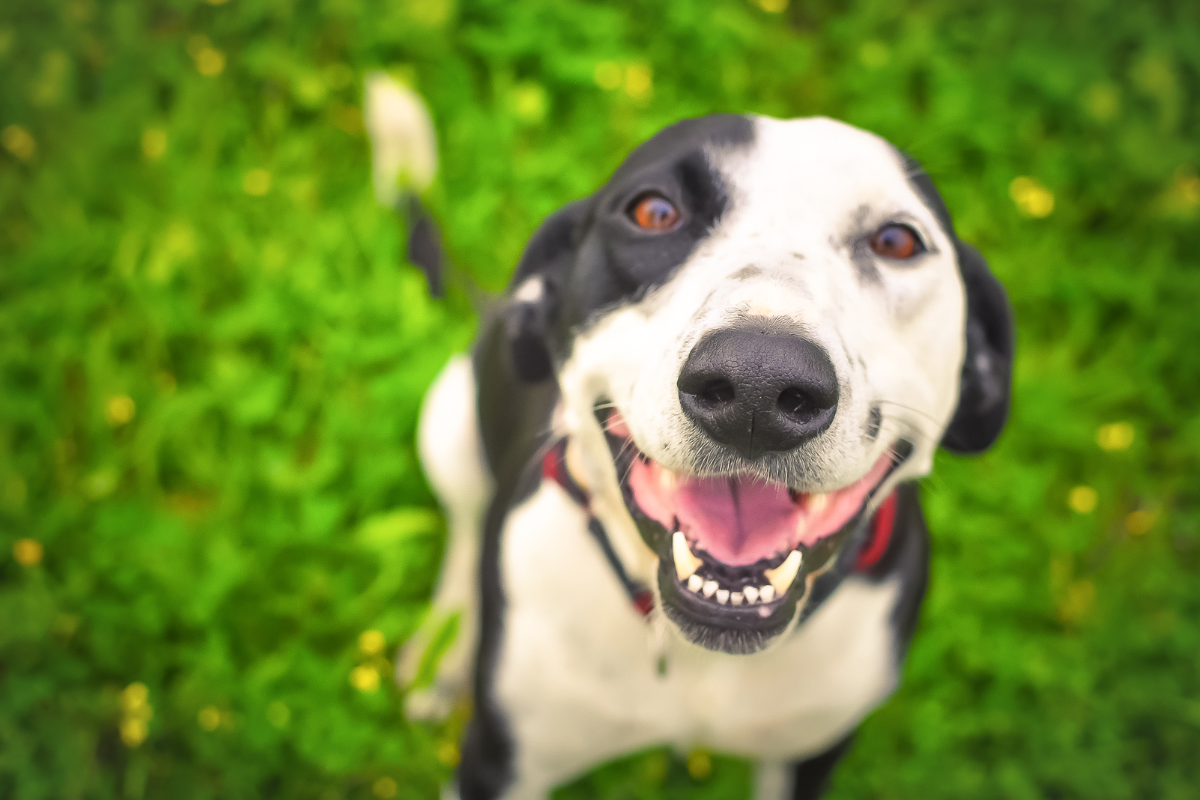 Por que Você Precisa de um Plano de Saúde para o Seu Cachorro